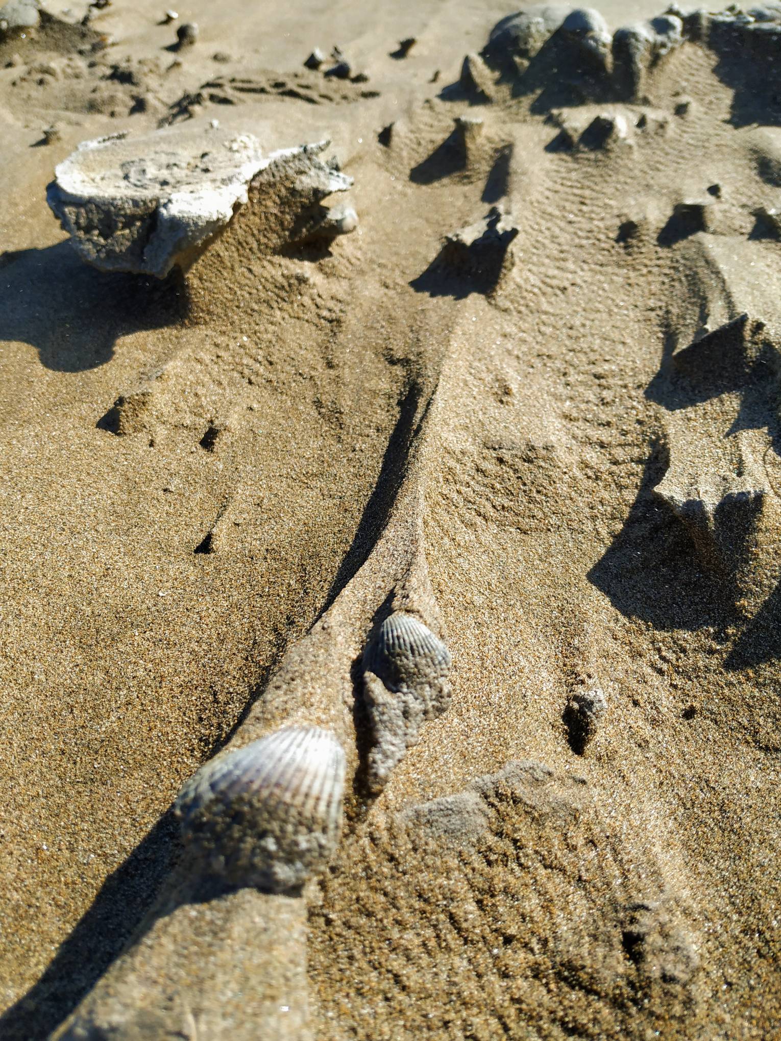 Centaures del Delta